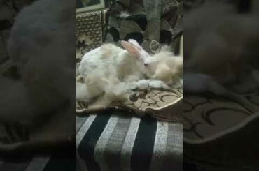 Cute bunny playing