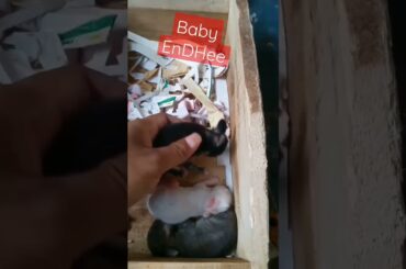 Funny Baby Bunny Kelinci Lucu