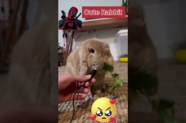 Cute Rabbit#Cute#Shorts