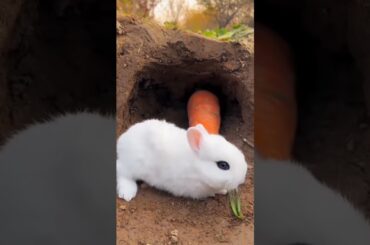 Cute baby animals, CUTEST moment of the baby bunny #shorts #trending #cutebunny