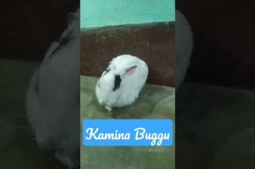 My Rabbit | Funny Rabbit | Cute bunny | cute rabbit | rabbit short