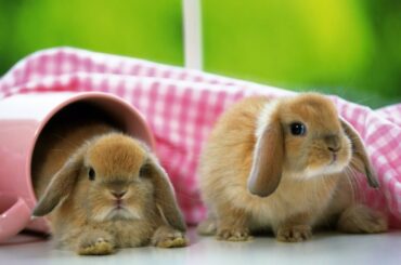 cute rabbit funny videos _kids entertainment  #2