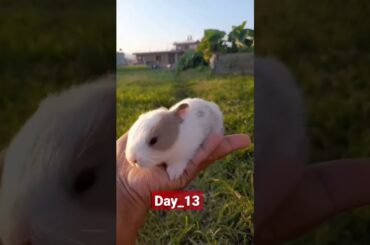 The Cutest Baby Bunny Rabbit Growing video