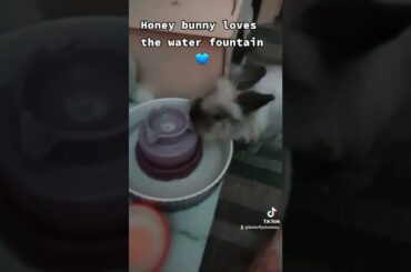 cute bunny and a water fountain #bunny #fountain #cute #drink