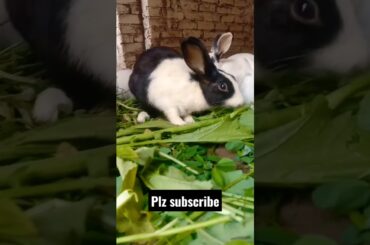 rabbit short | cute rabbit | cute bunny | cute baby rabbit | #shorts