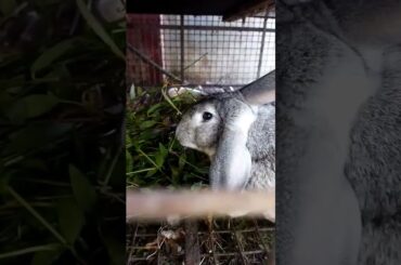 cute rabbit