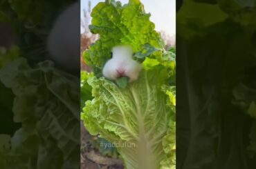 rabbit #shorts #viral #rabbit #funnyfoody  #trending #petfun #funny #comedy #cuterabbit #rabbits #yt