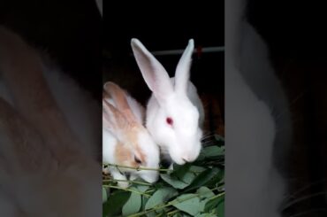 so cute bunny #asmr #kelincilucu #bunny #hewanpeliharaan @rumahkelincichannel
