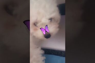 Meet Baby Bunny #cute #puppy #bunny #dog