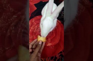 cute rabbit || #shorts #viral #trending #rabbit #khargosh #cute #youtubeshorts #youtube