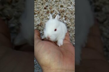 SO CUTE SO LITTLE BABY BUNNY