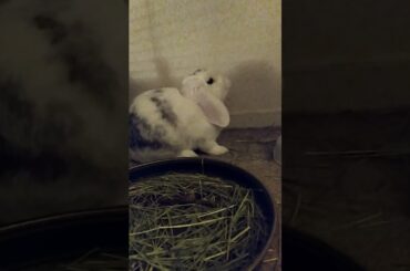 Cute Bunny snacks on willow