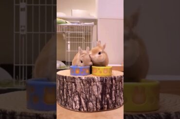 cute bunny eating food #shorts