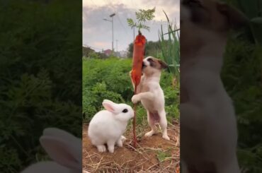 Cute Rabbit &Cute puppy Eating Carrot #shorts #viral #youyubeshort