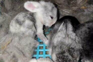 19 DAYS OLD BABY BUNNY | CUTE BABY BUNNY | CUTE BABY BUNNY VIDEOS #bunny #cute #shorts #short