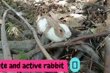 cute baby rabbit | funny baby rabbit | baby bunny | cute animals