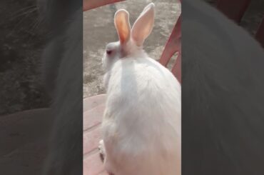 cute rabbit my pet #shorts