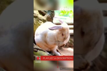 Cute Rabbit | Bunny #shorts #youtubeshorts #viral