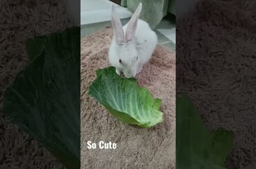 Cute Rabbit || Abaan's Mom Kitchen And Daily Life