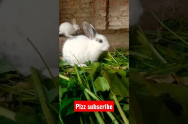 rabbit short | cute bunny | cute baby rabbit | #shorts