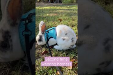 Spending time with Kirk #minirex #shorts #viral #petlover #pets #cute #rabbit #bunny
