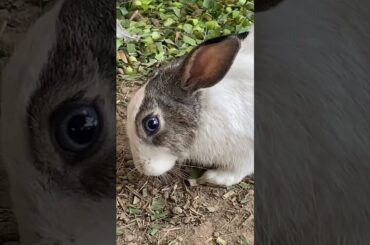 Cute baby rabbit really