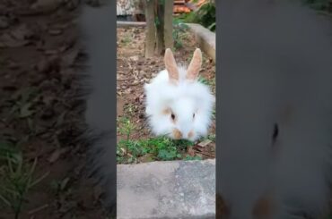 Cute Rabbit||Pets Lover Bd||Rabbit Farming||Rabbit Lover