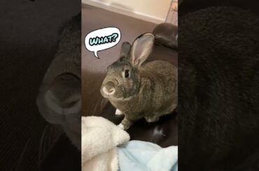 When Bunny Power Nap Worries Humans. #shorts #rabbit