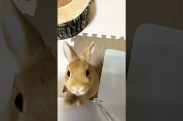 Cute Rabbit Baby #short #shorts #rabbit #bunny #animal #animals #pets #pet #viralvideo #viral #cute