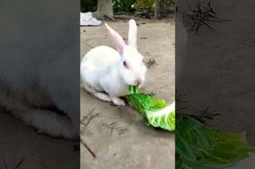 Cute Rabbit #shorts #youtubeshort