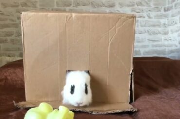 Will this cute bunny come out of the box?