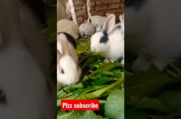 rabbit short | cute baby rabbit | #shorts