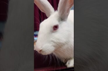 Cute Baby Rabbit video #shorts #rabbit @LittleAdventures @petcollective @viralhog