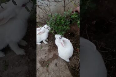 My cute rabbit || #shorts #viral #khargosh #trending #cute #rabbit #youtubeshorts