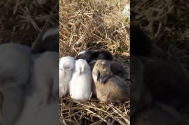 What did this little 13-day-old baby rabbit do?/cute baby bunnies//