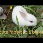 A cute rabbit #