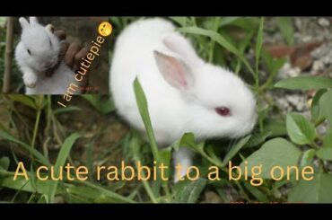 A cute rabbit #