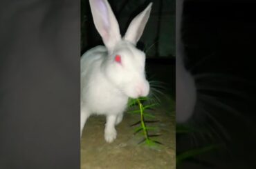 Cute bunny eating grass #shorts s