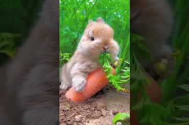 OMG So Cute Bunny #shorts #rabbit #bunny