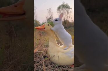 cute rabbit and duck #shorts