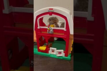 Cute bunny playing!
