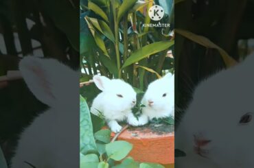 so cute baby rabbit short video #shot #YouTube #viral #trending