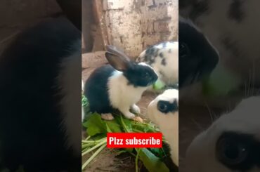 very beautiful cute baby rabbit | rabbit short #shorts