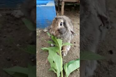 Cute Bunny ASMR #shorts