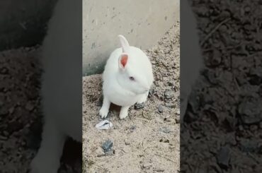 cute rabbit video #short