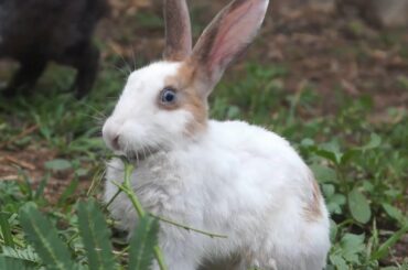 Cute Baby Rabbits Feeding Activities | Best Moments of Rabbit Life #123 | Animal Show XYZ