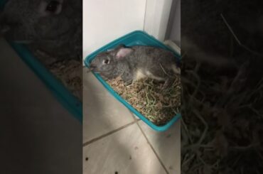 Cute bunny