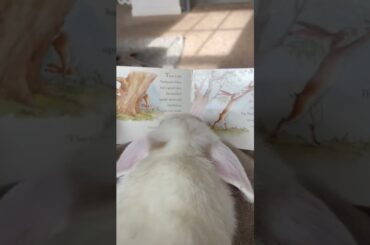 Cute bunny reading a book!!