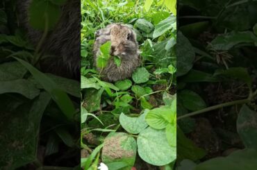 Cute bunny looking for food  #bunny #cutebaby #shorts