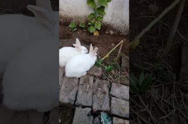 2 cute bunny my garden || #shorts #viral #trending #khargosh #cute #youtubeshorts